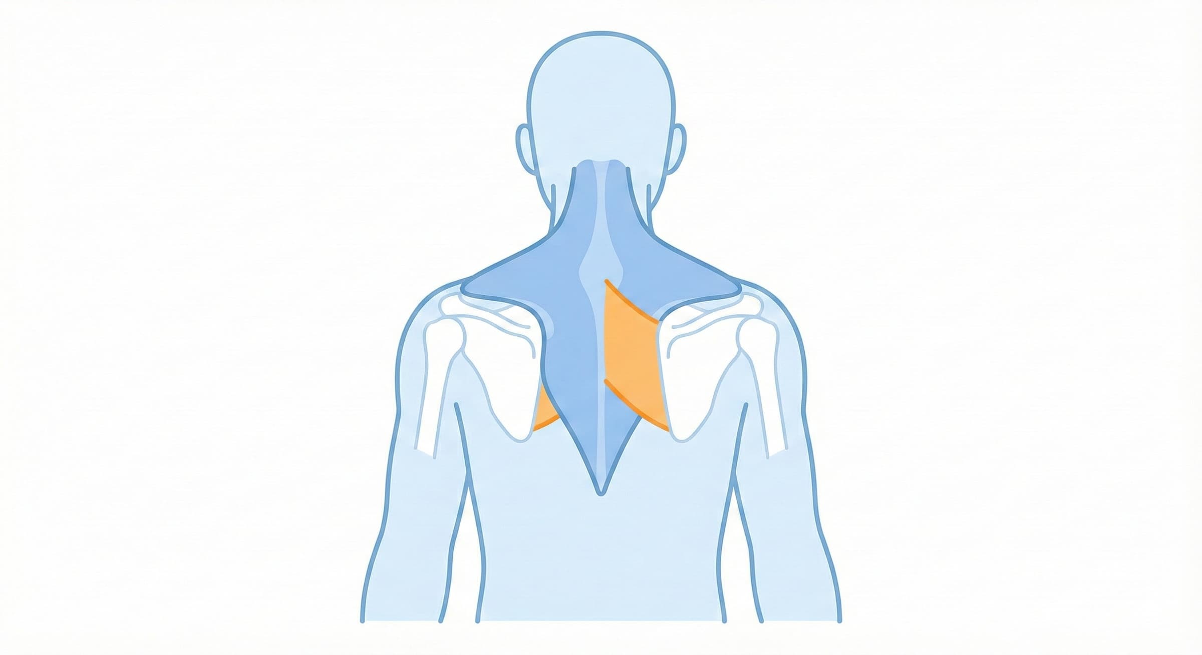 背中の筋肉のイメージ