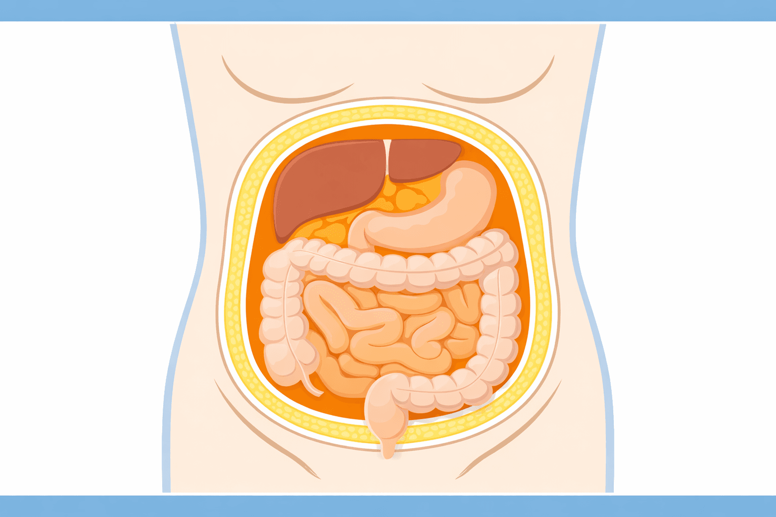 内臓脂肪と皮下脂肪の違いを示す図