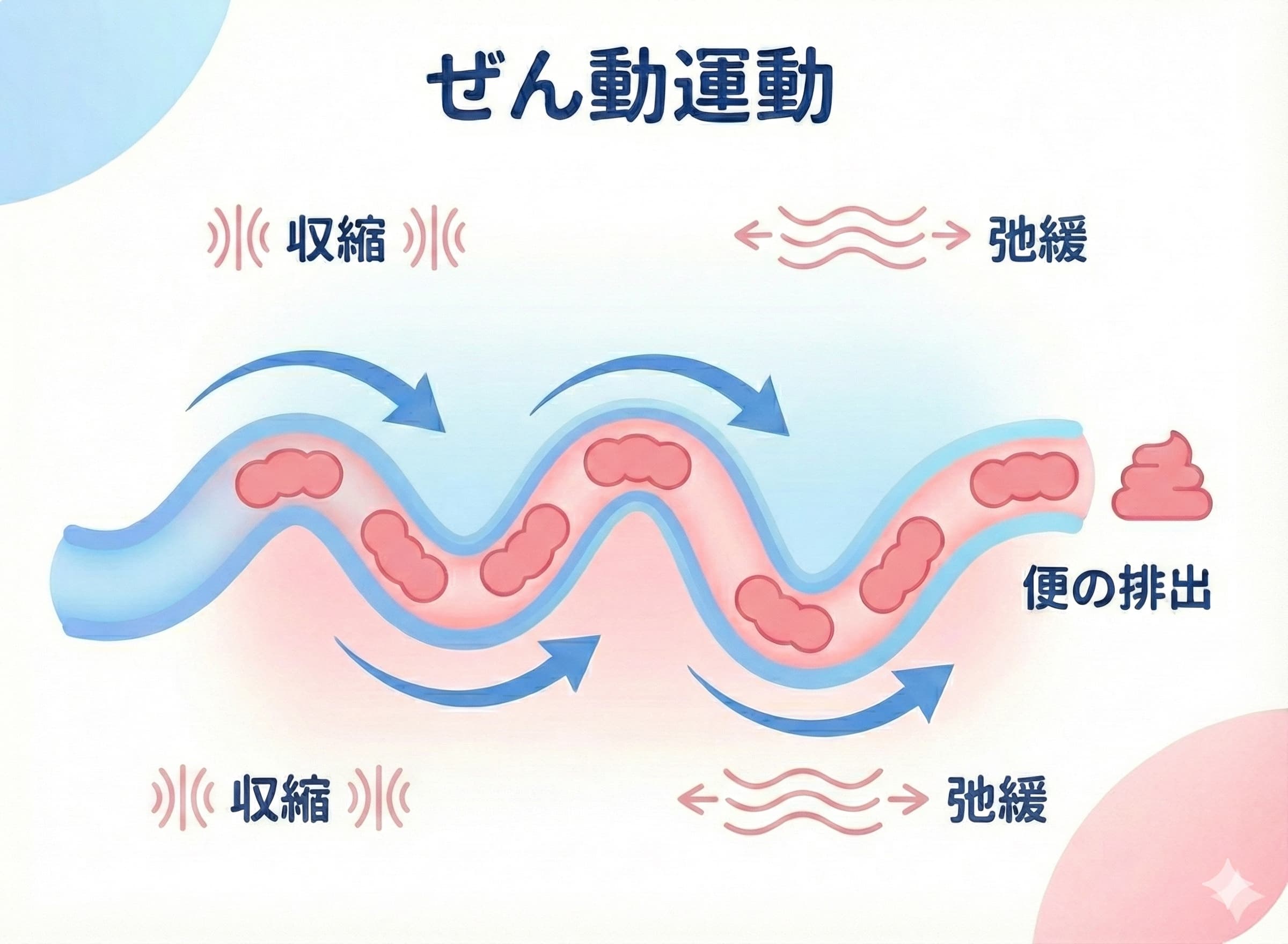 腸のぜん動運動のイメージ