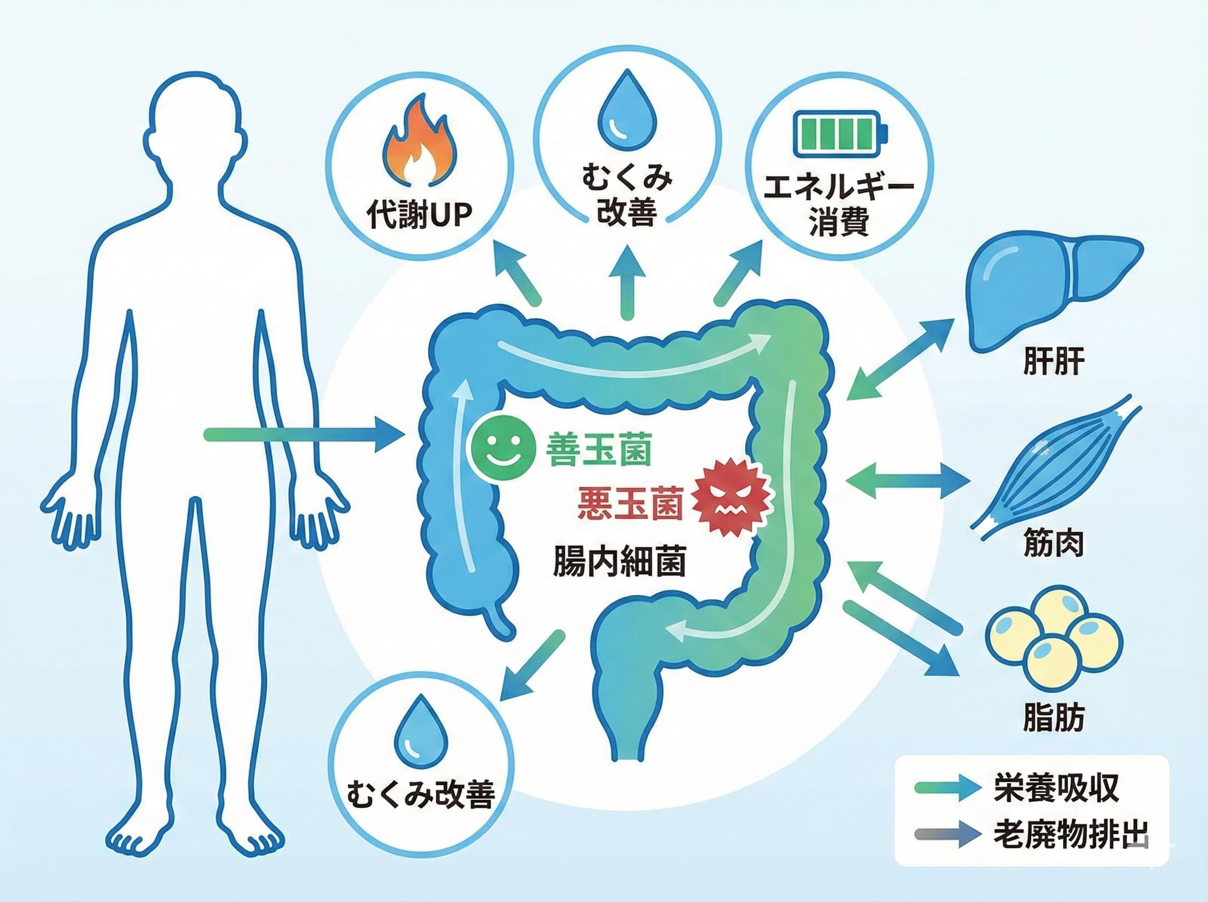 腸内環境と代謝の関係