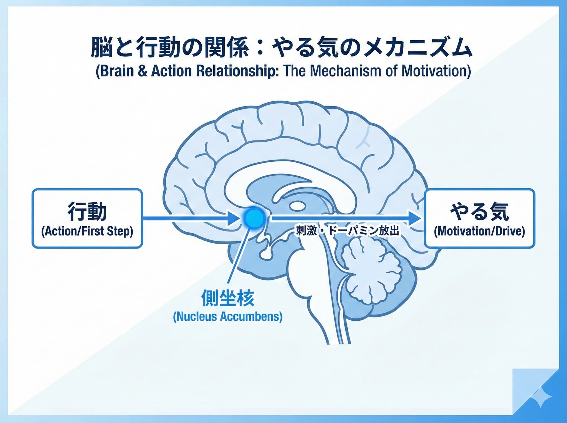 脳と行動の関係