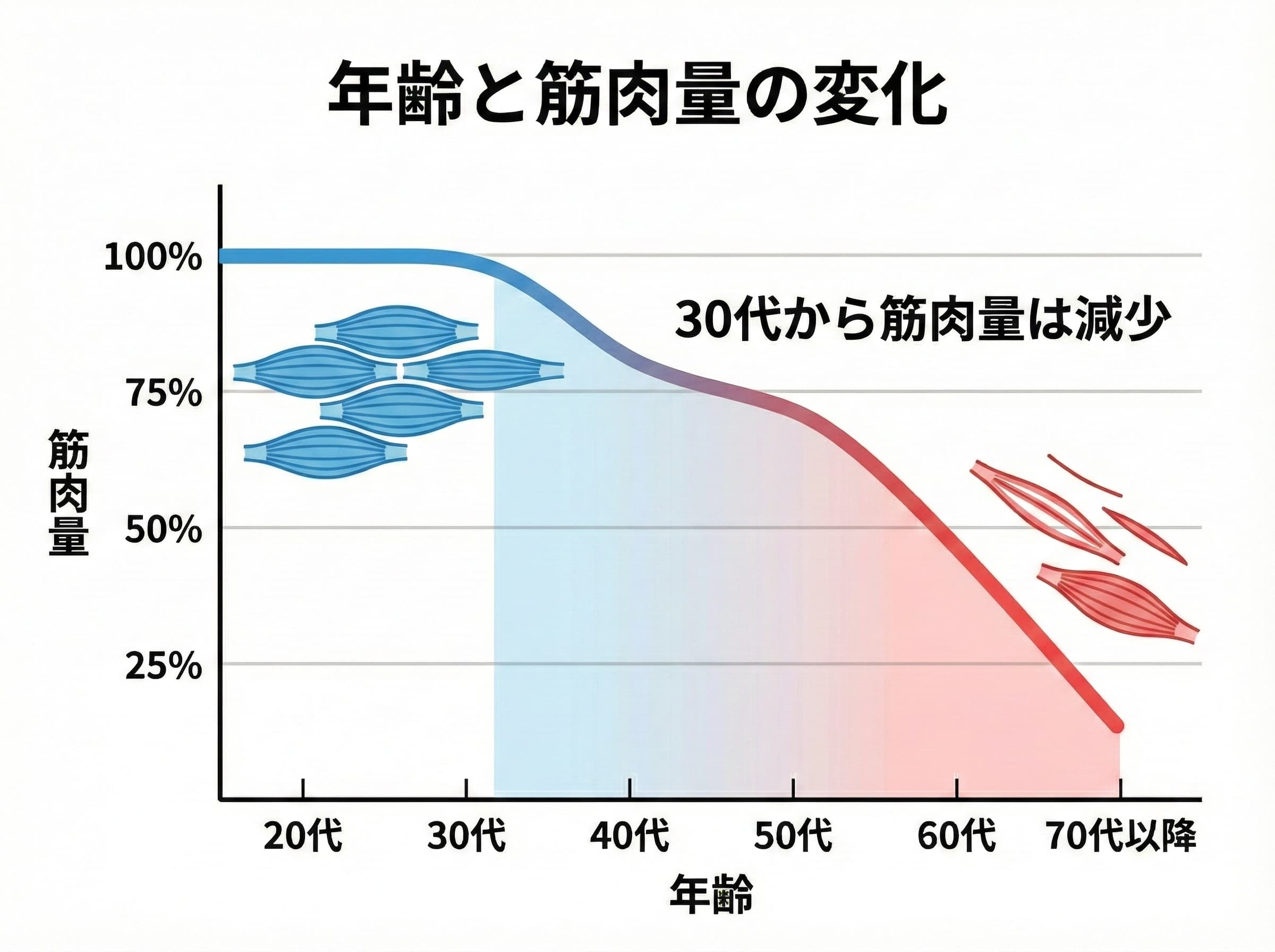 年齢と筋肉量の変化
