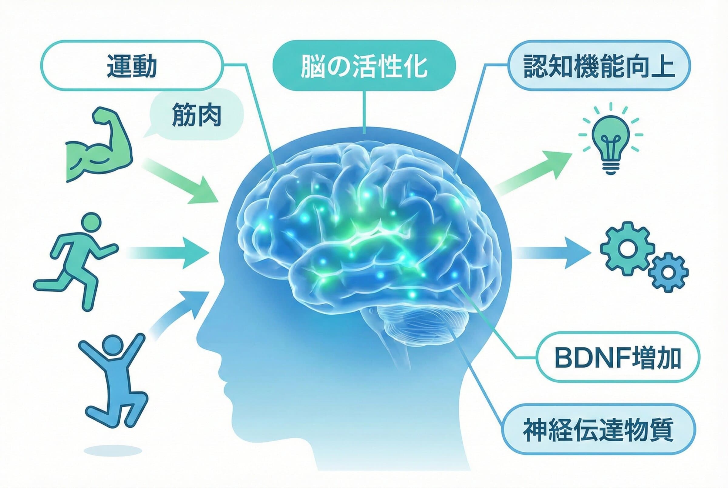 脳の活性化と認知機能向上